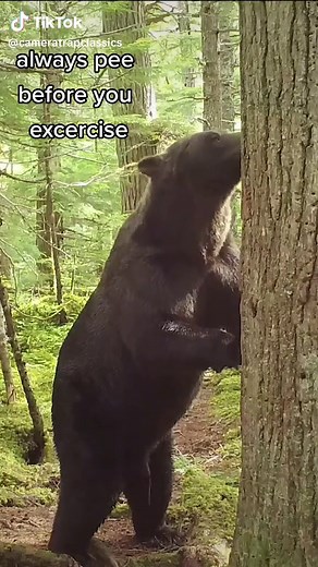 Bear Behavior: Tree Rubbing and Urination
