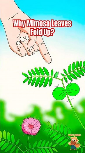 The World's SHYEST Plant: Why Mimosa Leaves Fold Up? #mimosa #animation