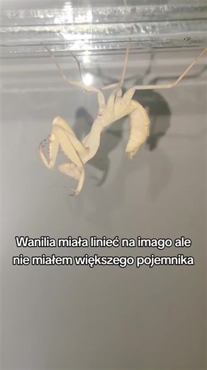 No i przez tydzień będzie miała wille