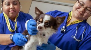 Charter College TV Spot, 'Veterinary Assistant Program: Lovable Creatures'