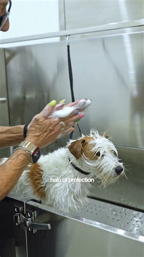 The face need a little extra care during bath time 🛁 🐩