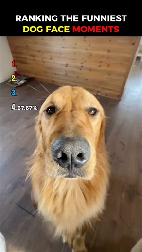 Funniest Dog Face Moments 😂