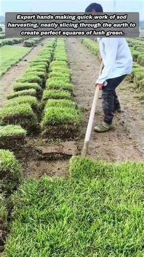 Amazing Skill Harvesting Fresh Green Sod From The Field