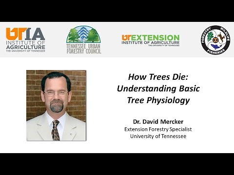 How Trees Die: Understanding Basic Tree Physiology