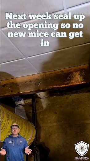 mouse in the kitchen? check here first #mouse #mice #pestcontrol #kitchen #rat #exterminator