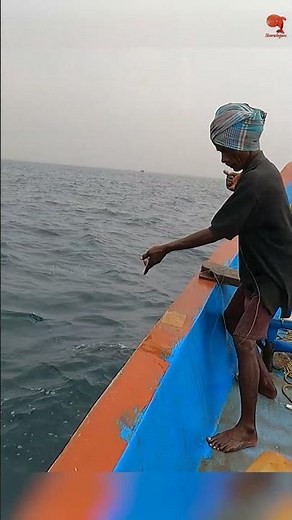 Barracuda Strikes Hard on Indian Scad Bait! 💥🐟 #fishing #fishingvideo #fishingtime