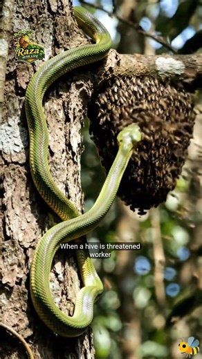 Snake vs Honey Bees 🐍🐝 | What Happens When a Snake Attacks a Beehive? #savethebees #snakevsbees