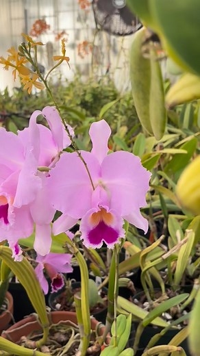 Cattleya trianae blooming in the Olompali Orchids collection. | Olompali Orchids