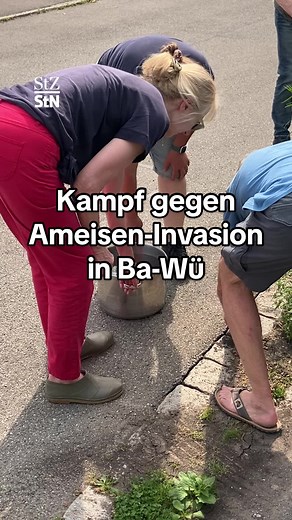 Von der Stadt fühlen sie sich allein gelassen, deshalb bekämpfen Anwohner in Tübingen jetzt selbst mit heißem Wasser die eingeschleppte Ameisenart. Ein Biologe warnt vor den Folgen, sollten die Insekten die Uniklinik erreichen. #ameisen #kampf #tübingen