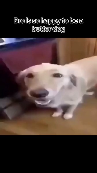 Butter Dog - The Dog With the Butter