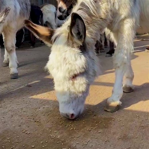 It looks like Walter and pals have been happily munching on their forage balancer. 😋 | Adopt A Donkey