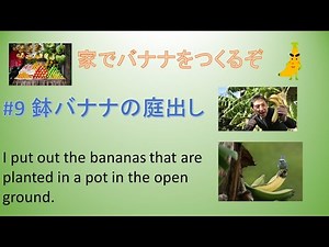 #9 鉢バナナの庭出しI put out the bananas that are planted in a pot in the open ground.