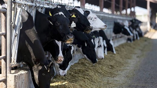Bird flu in cattle: 2nd type of strain detected in US dairy cows — what to know