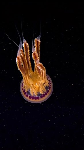Dr Scott Morrissey on Instagram: "🪼 Pelagic Purple Jellyfish 🪼 This is the Scyphozoan jellyfish, Thysanostoma loriferum, a member of the Mosaic Jellies (Leptobrachidae family)! It is a relatively rare species with little being known surrounding its ecology, which is the case for a lot of jellyfish species due to the challenges associated with detecting and studying them in their natural environments! 🎥 @dive_yulia"