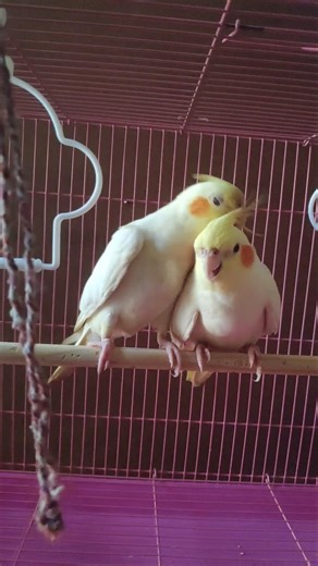 cockatiel 🦜 cuddling moments 🥰#birds #cockatiel #parrot #cute #shorts #ytshorts #viral