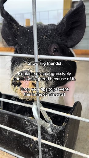 Tips to Prevent Aggressive Eating in Show Pigs