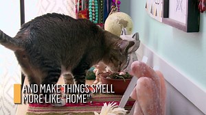 Unconfident cats may spray around the home to mark their territory. Learn how you can make things easier for the cat, not to mention your possessions. | Animal Planet
