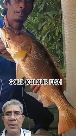 WARNA EMAS YANG LANGKA #fishing #mancingmania