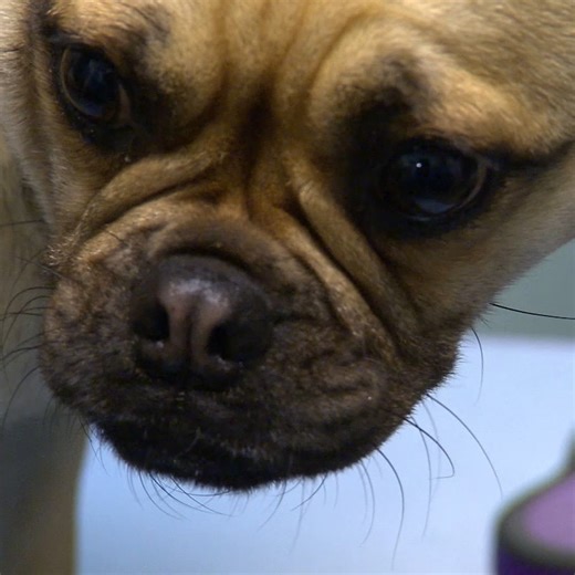 2.2M views · 87K reactions | Emergency C-section to save pug and her 6 puppies  | Bondi Vet | Facebook