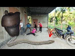 Brave Experts Rescue Ethnic Girl from Anaconda in Abandoned House