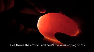 Have you ever heard of egg candling 🥚🕯? It’s a way to observe the development of an embryo inside an egg by using a source of bright light. This allows you to see the embryo’s blood vessels and other signs of growth right through the eggshell. Recently, our keepers checked on the eggs laid by our Sebastopol geese in Bird Valley. Good news to share—they are all growing! And if you’re curious about the name: before flashlights, people had to use candles to check on the eggs! | Philadelphia Zoo