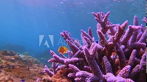 lemonpeel angelfish black and blue damselfish bank sea bass juvenile phase princess stripped parrot fishes wondering around blue lavender finger branching Staghorn corals close up front underwater