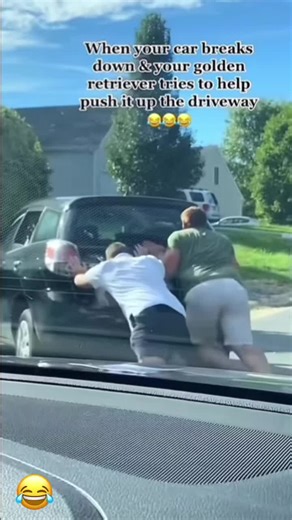 Helping Dogs: Funny Moments and Cute Reactions