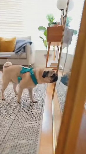 Pug saw his reflection and started barking… at himself. 🪞🐶 #pug #puglife #puglove #pugs #dog #pugstagram #pugpuppy #pugworld #puglover #pugoftheday #pugnation #dogs #puppy #puglovers #mops #pugsnotdrugs #doglover #pugmania #pet #love #cute #blackpug #pugloversclub #pugdog #instadog #dogstagram #dogoftheday | Pug Worlds Mafia
