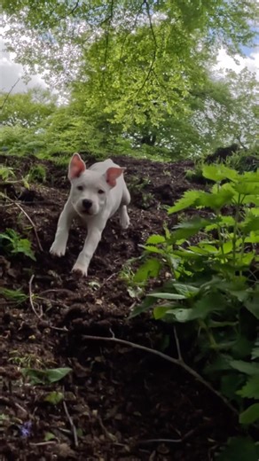 Tiny Staffy Puppy Chases the Entire Wolfpack 😂🐶 Walter Chases Everyone 🐻‍❄️🐾🐾🐾