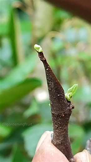 38K views · 376 reactions | Figs grafting in 18 days EP218 #getgrafting #figstree | GardeningFruit | Facebook