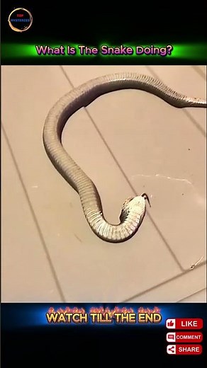 Is This Pet Snake Actually Playing Dead or Just Relaxing?