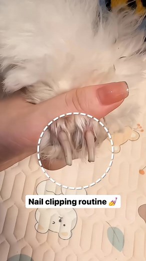 3.6K views | Trim with Ease: Cat & Dog Nail Scissors!. Check the first comment for the link! | DogDog | Facebook