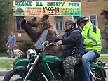 Care, bear! Tim the circus bear takes a ride in motorcycle sidecar