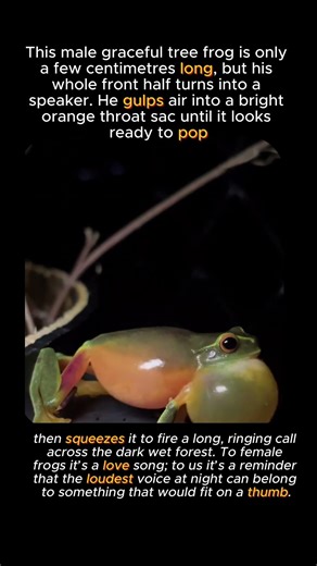 Tiny Body, Stadium Voice #animals #wildlife #facts #viral #cute #nature #animalshorts