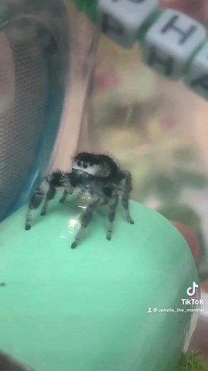 Do spiders poop? Yes. And they also clean their little butts too. Rachael Mayer’s Phasma girl. | Ophelia, the monster