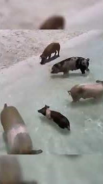 The Pig Island Actually Exists 😱🐷