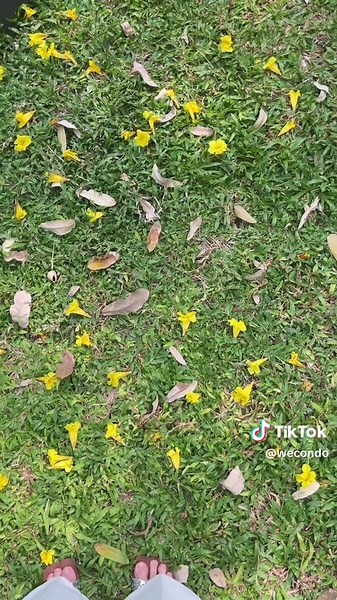 Spring time หลังฝนตก ที่โครงการ We Condo. เอกมัย รามอินทรา ต้นไม้เขียว ดอกไม้สวย สดชื่นนนน 🌼🌼