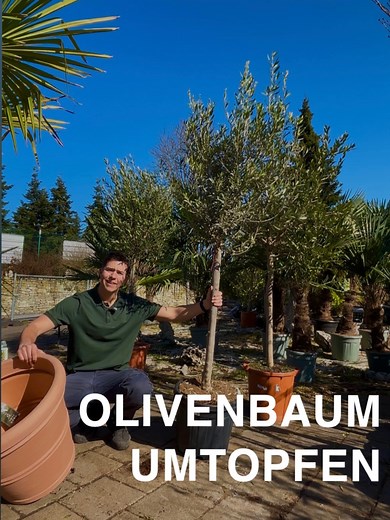 Olivenbaum richtig umtopfen: Tipps für gesundes Wachstum