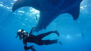40K views · 3.7K reactions | Freediving with whale sharks!!! ~ w/ Shark Diver Magazine | Scuba Diver Girls | Facebook