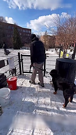 Guard Dog FIGHT On A Dog Park | Magnifico