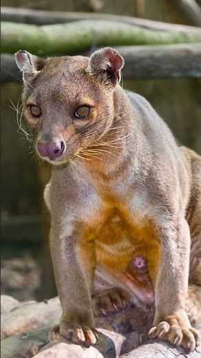 Discovering the Fossa Madagascar's Fascinating Predator