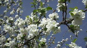 Gravenstein apple tree branches filled with blossoms in full bloom against a blue sky with a light breeze blowing and bees buzzing around.