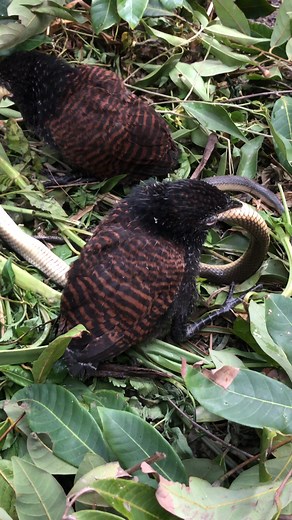 22K views · 186 reactions | bird with snake | Animal WORLD | Facebook