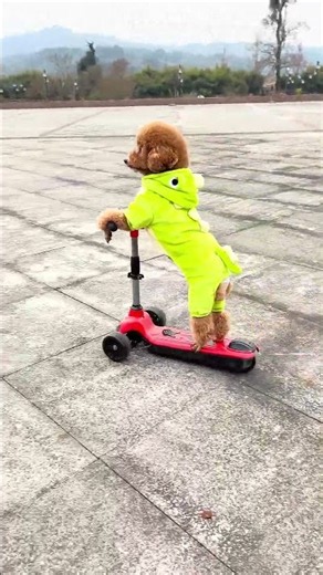 骑滑板车的布丁 #cute #funny #老友狗狗#cutebaby