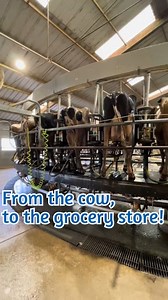 29K views · 470 reactions | Milk goes from the cows on a dairy farm to the shelves of your local grocery store in less than 48 hours! I didn’t mention it in the video, but the frequency of having the storage tanks emptied will depend on how quickly the farm is able to fill them up. #dairy #cows #milk #milking #carousel #rotary #vet #machine #storagetanks #milktruck #dairydoc #dairykind | Dairy Doc | Facebook