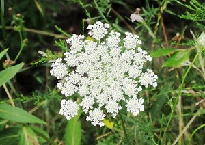 Dainty-looking weeds and antique doilies.