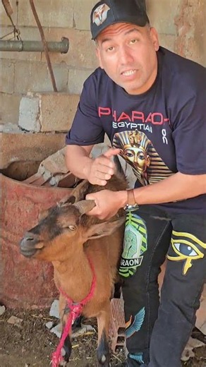 Atros, son of Ghazal, who loves goat meat? Oh, how wonderful if his father is a gazelle! #Egyptia...