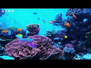 Healing underwater video ASMR underwater fish video Nemo video