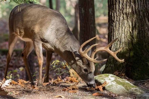 Tennessee Deer Forecast:  ‘Rocky Top' Hunting is Better than You Think - Game & Fish
