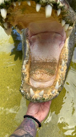 Do Alligators have Tongues? (Crusher)